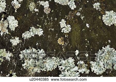 Stock Photography - Lichen on a tree. Fotosearch
