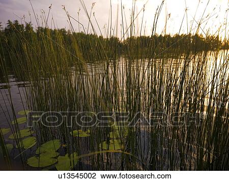 Stock Image - Lily pads on a lake. Fotosearch