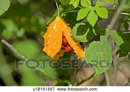 Stock Photo - Lipstick plant. Fotosearch