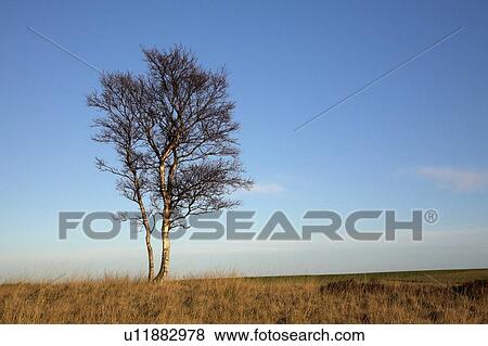 Stock Photo - Lone Silver Birch Tree. Fotosearch