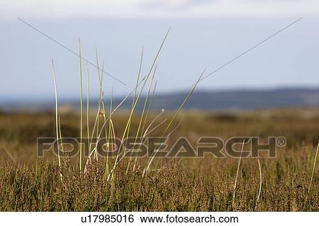Long grass View Large Photo Image Stock Photograph - Long grass. Fotosearch