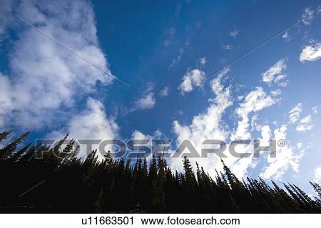 Looking up at evergreen trees View Large Photo Image Stock Image - Looking up at evergreen trees. Fotosearch