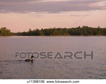 Stock Photograph - Loon (Diver) swimming in the water. Fotosearch