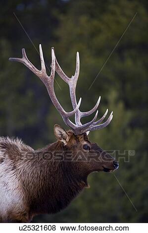 Stock Photo - Male Elk (Cervus Canadensis). Fotosearch
