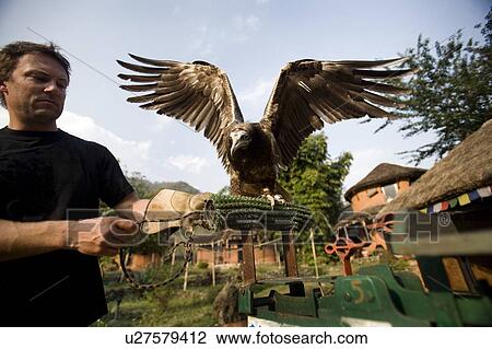 Stock Image - Man and Egyptian vulture (Neophron percnopterus), Pokhara, Nepal. Fotosearch
