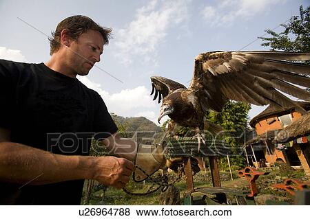 Man with Egyptian vulture(Neophron percnopterus), Pokhara, Nepal View Large Photo Image Stock Photo - Man with Egyptian vulture(Neophron percnopterus), Pokhara, Nepal. Fotosearch