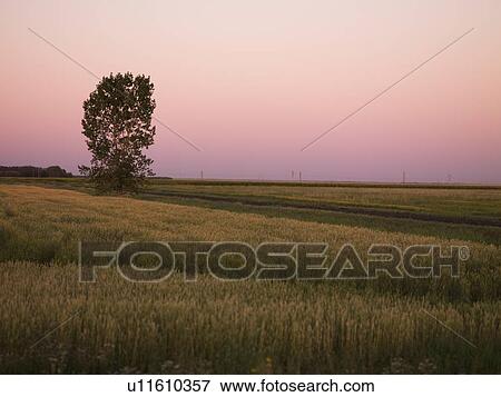 Stock Photo - Manitoba, Canada, lone tree in a field. Fotosearch
