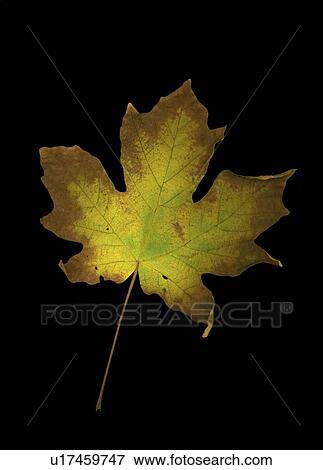 Stock Photo - Maple Leaf. Fotosearch