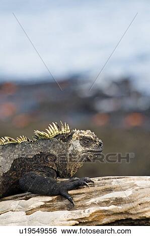 Stock Photograph - Marine Iguana. Fotosearch