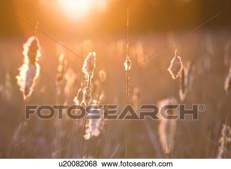 Meadow in the morning View Large Photo Image Stock Photo - Meadow in the morning. Fotosearch
