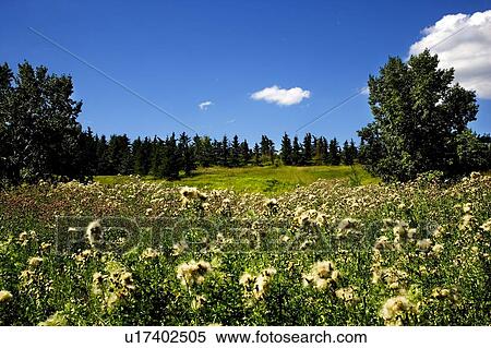 Stock Photography - Meadow surrounded by forest. Fotosearch