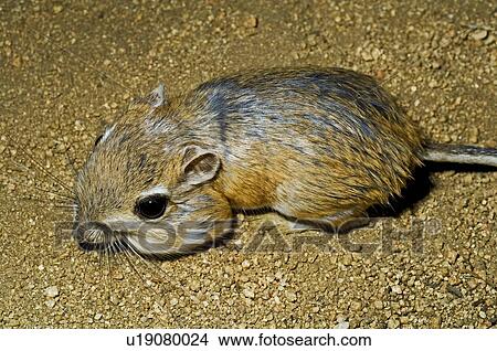 Merriam's kangaroo rat View Large Photo Image Picture - Merriam's kangaroo rat. Fotosearch
