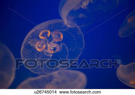 Moon Jellyfish View Large Photo Image Picture - Moon Jellyfish. Fotosearch