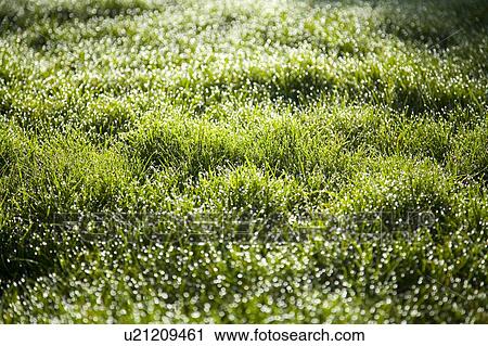 Stock Image - Morning dew on grass. Fotosearch