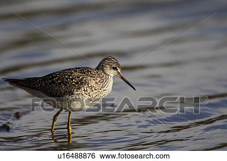 One Bird Wading In Water View Large Photo Image Stock Photograph - One Bird Wading In Water. Fotosearch