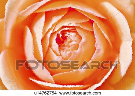 Orange rose View Large Photo Image Picture - Orange rose. Fotosearch
