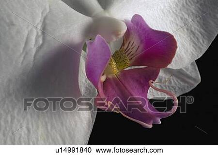 Orchid View Large Photo Image Stock Image - Orchid. Fotosearch