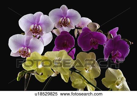 Orhcids View Large Photo Image Stock Photography - Orhcids. Fotosearch