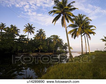 Palm trees, Kerala, India View Large Photo Image Stock Image - Palm trees, Kerala, India . Fotosearch