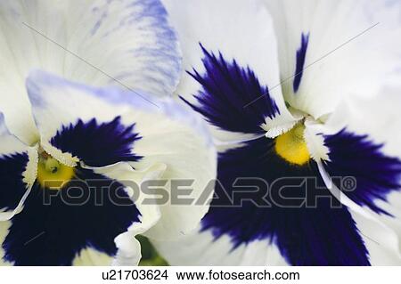 Pansies View Large Photo Image Picture - Pansies. Fotosearch