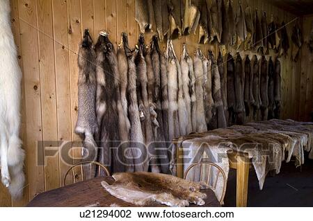 Pelts hanging on wooden wall View Large Photo Image Stock Image - Pelts hanging on wooden wall. Fotosearch