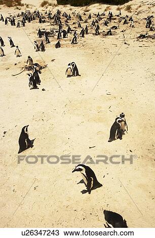 Penguins on a beach View Large Photo Image Stock Image - Penguins on a beach. Fotosearch