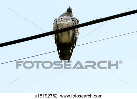Pigeon sitting on power line View Large Photo Image Stock Image - Pigeon sitting on power line. Fotosearch