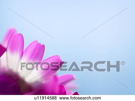 Pink and white flower petals View Large Photo Image Stock Photo - Pink and white flower petals. Fotosearch
