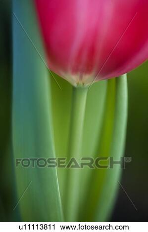 Pink tulip View Large Photo Image Stock Image - Pink tulip. Fotosearch