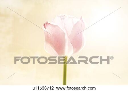 Pink tulip View Large Photo Image Stock Image - Pink tulip. Fotosearch