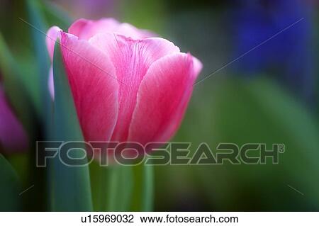Pink tulip View Large Photo Image Stock Image - Pink tulip. Fotosearch