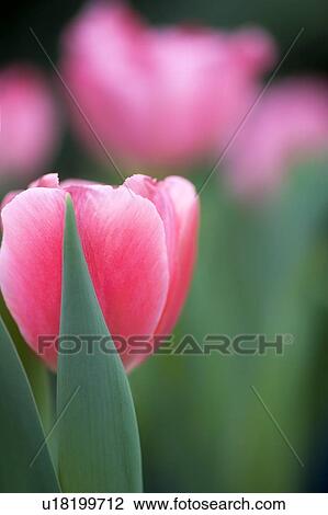 Pink tulip View Large Photo Image Stock Image - Pink tulip. Fotosearch