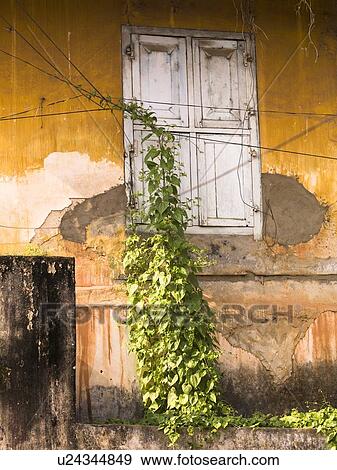 Plant growing up a wall View Large Photo Image Stock Photo - Plant growing up a wall. Fotosearch