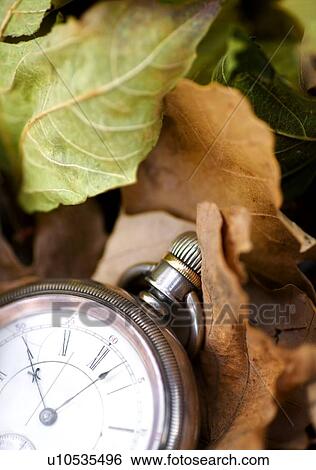 Stock Photograph - Pocket watch on leaves. Fotosearch