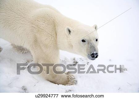 Stock Photo - Polar bear. Fotosearch