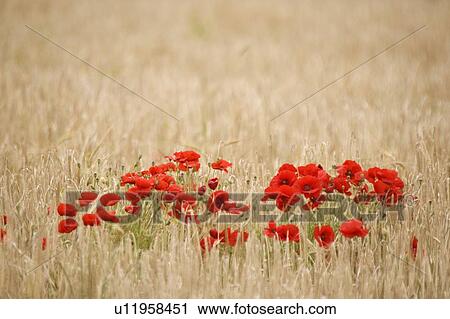 Stock Image - Poppies growing wild. Fotosearch