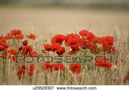 Poppies growing wild View Large Photo Image Stock Image - Poppies growing wild. Fotosearch