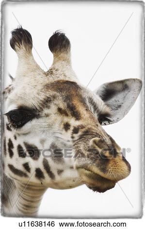Portrait of African Giraffe View Large Photo Image Stock Photograph - Portrait of African Giraffe . Fotosearch