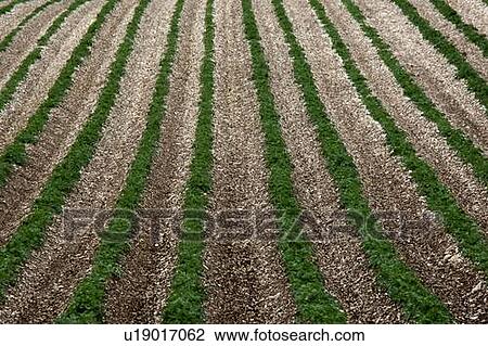Stock Image - Potato Field. Fotosearch