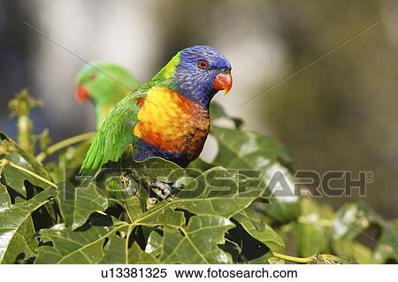 Rainbow Lorikeet, Trichoglossus haematodus, Australia View Large Photo Image Stock Photography - Rainbow Lorikeet, Trichoglossus haematodus, Australia. Fotosearch