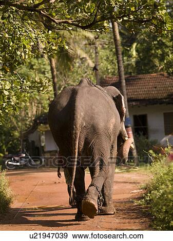 Rear view of an elephant View Large Photo Image Stock Photo - Rear view of an elephant. Fotosearch