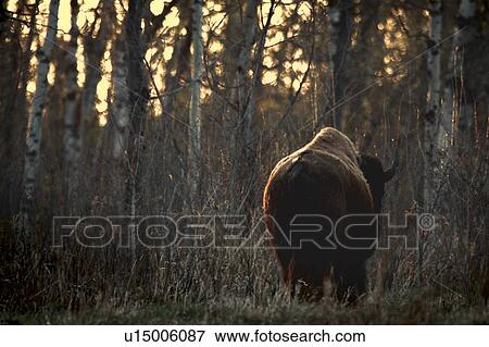 Stock Photo - Rear view of one buffalo. Fotosearch