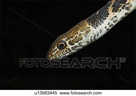 Stock Photography - Red coachwhip. Fotosearch