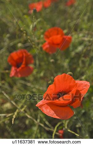 Stock Image - Red poppies. Fotosearch