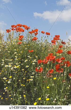 Stock Image - Red poppies with spring wildflowers . Fotosearch