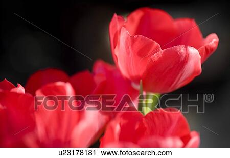 Red tulips View Large Photo Image Stock Image - Red tulips. Fotosearch