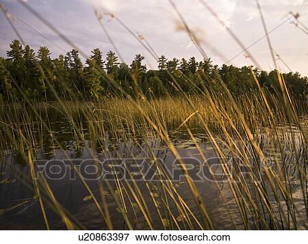 Reeds, Lake of the Woods, Ontario, Canada View Large Photo Image Stock Photo - Reeds, Lake of the Woods, Ontario, Canada. Fotosearch