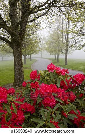 Rhododendron bush and trees View Large Photo Image Stock Image - Rhododendron bush and trees. Fotosearch