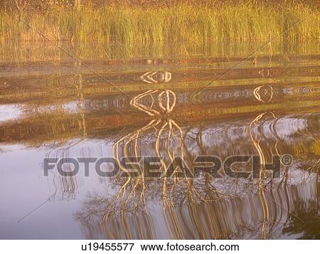 Stock Photo - Ripples in the water. Fotosearch