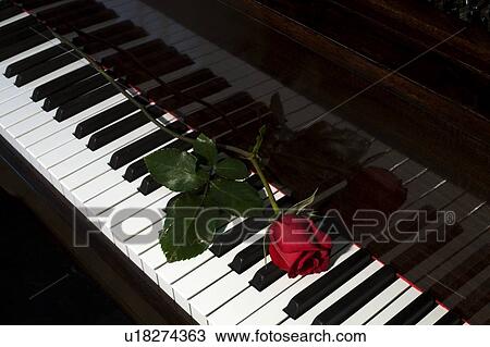 Rose on a piano View Large Photo Image Stock Image - Rose on a piano. Fotosearch